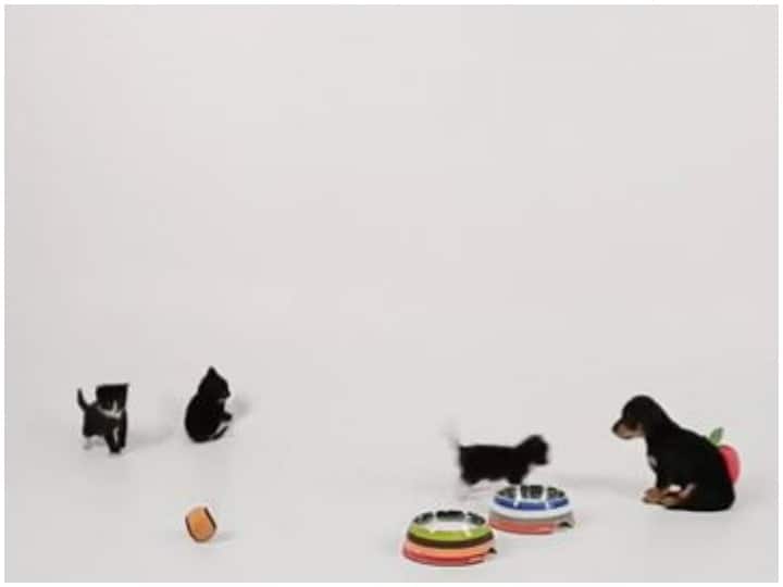 Kittens meet puppies for the first time in viral Video Watch: पहली बार कुत्ते के बच्चों से मिलने पर एक्साइटेड दिखे बिल्ली के बच्चे, मस्ती करते आए नजर