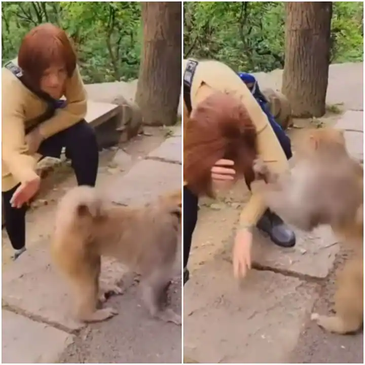Viral Video: ਔਰਤ ਨੇ ਕੀਤੀ ਅਜਿਹੀ ਹਰਕਤ ਤੇ ਨਾਰਾਜ਼ ਹੋਇਆ ਬਾਂਦਰ, ਫਿਰ ਜੋ ਹੋਇਆ ਵੀਡੀਓ 'ਚ ਵੇਖੋ... Viral Video: ਔਰਤ ਨੇ ਕੀਤੀ ਅਜਿਹੀ ਹਰਕਤ ਤੇ ਨਾਰਾਜ਼ ਹੋਇਆ ਬਾਂਦਰ, ਫਿਰ ਜੋ ਹੋਇਆ ਵੀਡੀਓ 'ਚ ਵੇਖੋ...