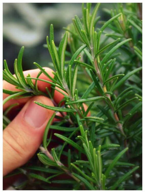 आयुर्वेद में रोजमेरी का है बड़ा महत्व, जानें इसके 11 बेमिसाल फायदे