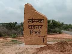 Rajasthan: रणथंबोर के तर्ज पर सरिस्का वन अभ्यारण में स्वैच्छिक विस्थापन के लिए प्रोत्साहित करेगी सरकार