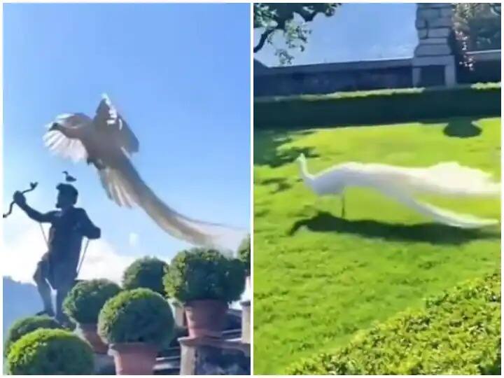 Trending News people surprised to see white peacock Trending News : मोर सगळ्यांनीच पाहिला आहे; पण हवेत उडणारा पांढरा मोर तुम्ही पाहिलात का? व्हिडीओ व्हायरल