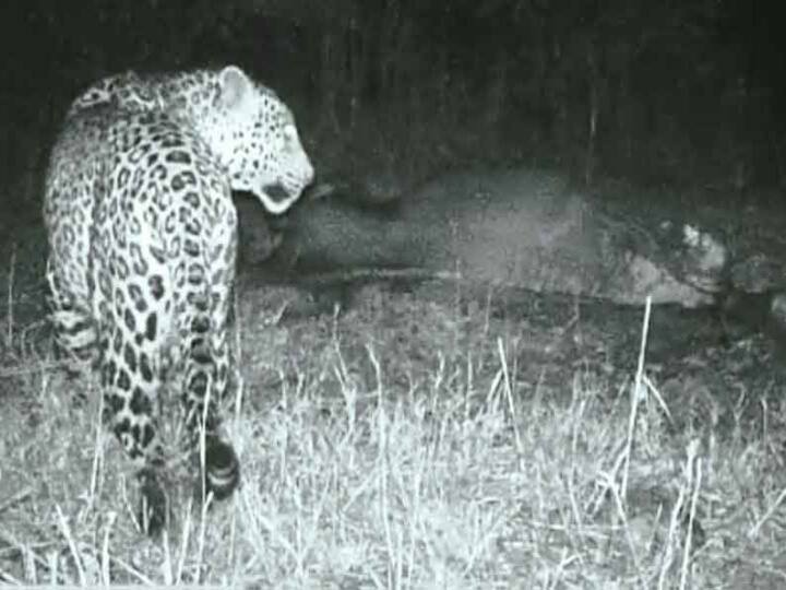 CCTV footage of a leopard attacking a female horse at a farm near Tenkanikottai பெண் குதிரையை தாக்கிக்கொன்ற சிறுத்தை : சிசிடிவி காட்சிகளால் பரபரப்பு