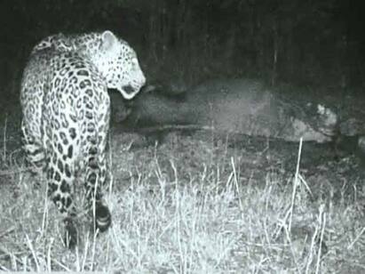 CCTV footage of a leopard attacking a female horse at a farm near Tenkanikottai பெண் குதிரையை தாக்கிக்கொன்ற சிறுத்தை : சிசிடிவி காட்சிகளால் பரபரப்பு