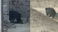 Loudspeaker Row: कितना काम आएगा Raj Thackeray का पैंतरा ,आखिर क्यों अपने बयानों से पलटते हैं MNS प्रमुख