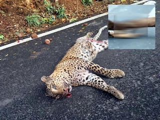 பழனி - கொடைக்கானல் சாலையில் இறந்து கிடந்த சிறுத்தை.. வனத்துறை விசாரணை