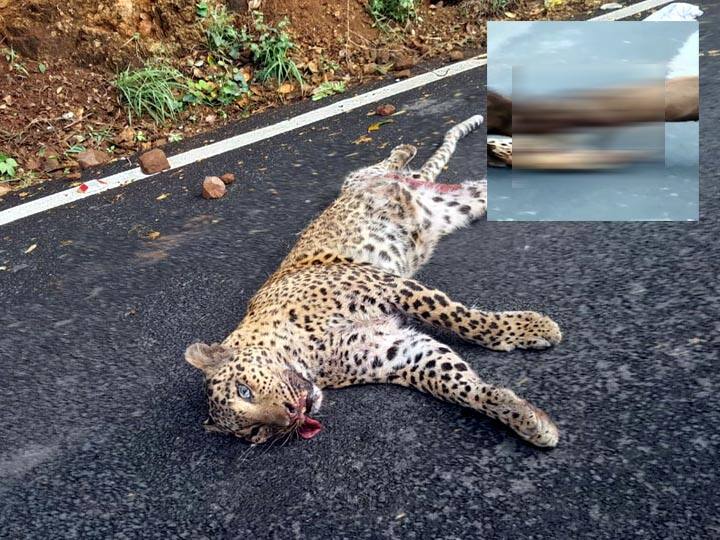 Dead leopard on the road from Palani to Kodaikanal. Video viral of wild boar biting a dead leopard பழனி - கொடைக்கானல் சாலையில் இறந்து கிடந்த சிறுத்தை.. வனத்துறை விசாரணை