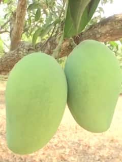 આ વર્ષે અથાણું થશે મોંઘું, માર્કેટમાં રાજાપુરીના ભાવ બમણા