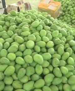 आंध्र प्रदेशात आंब्यांच्या मागणीत 60 टक्क्यांची वाढ