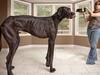 world's Tallest Dog: వామ్మో ఈ కుక్కేంటి గ్రహాంతరవాసిలా ఇంతుంది? వీడియో చూడండి