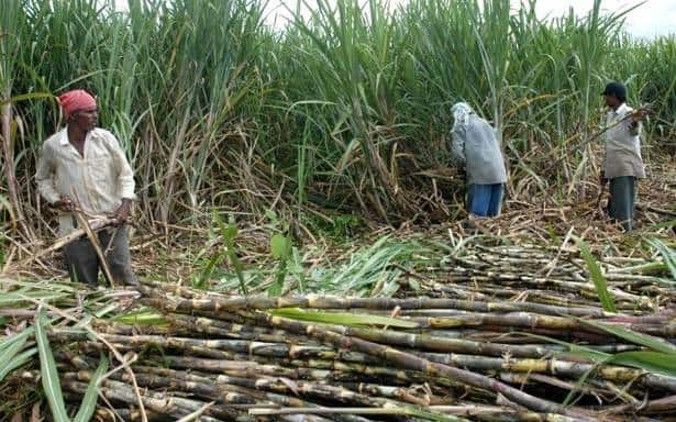 Modi Cabinet increases FRP price of sugarcane ANN Modi Cabinet: गन्ना किसानों के लिए अच्छी खबर, मोदी कैबिनेट ने FRP 15 रुपये प्रति क्विंटल बढ़ाया