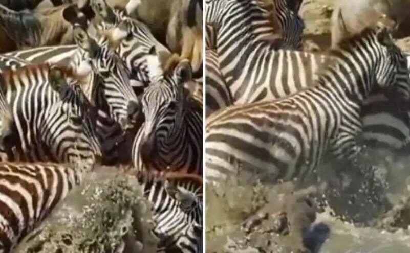 Viral Video, A herd of zebras drinking water, suddenly attacked by crocodiles, watch amazing video Viral Video: ਪਾਣੀ ਪੀ ਰਿਹਾ ਸੀ ਜ਼ੈਬਰਾ ਦਾ ਝੁੰਡ, ਅਚਾਨਕ ਮਗਰਮੱਛ ਨੇ ਕੀਤਾ ਹਮਲਾ, ਵੇਖੋ ਹੈਰਾਨੀਜਨਕ ਵੀਡੀਓ