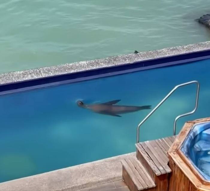 Video of sea seal having fun surfaced lying on the chair and soaking the sun Viral Video: समुद्री सील का मस्ती करते हुए वीडियो आया सामने, कुर्सी पर लेट कर धूप भी सेकी