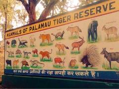झारखंड के Palamu Tiger Reserve में इस साल अब तक करीब 1600 बार लग चुकी है आग, पढ़ें ये रिपोर्ट