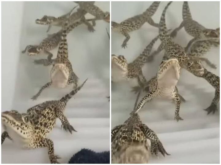 Watch: कभी सुनी है मगरमच्छ के बच्चों की आवाज, दिल जीत लेगा वीडियो You will be surprised to hear the sound of Baby crocodile Watch: कभी सुनी है मगरमच्छ के बच्चों की आवाज, दिल जीत लेगा वीडियो