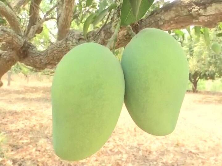 Demand for mango has increased by 60% in Andhra Pradesh Andhra Pradesh Mango : आंब्यांच्या मागणीत 60 टक्क्यांची वाढ, राजस्थान, गुजरात, दिल्लीसह यूपीमध्ये निर्यात, विजयवाडातील व्यापाऱ्यांची माहिती