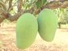 Andhra Pradesh Mango : आंब्यांच्या मागणीत 60 टक्क्यांची वाढ, राजस्थान, गुजरात, दिल्लीसह यूपीमध्ये निर्यात, विजयवाडातील व्यापाऱ्यांची माहिती