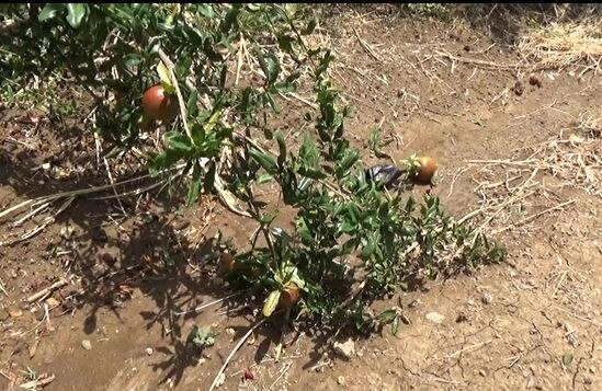 Unseasonal Rain in Hingoli : अवकाळी पावसानं हातातोंडाशी आलेला घास हिरावला, डाळिंबाच्या बागेचं मोठं नुकसान