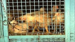 Chicken Price Hike : চড়চড় করে বাড়ছে মুরগির মাংসের দাম, চিন্তার ভাঁজ মধ্যবিত্তের কপালে