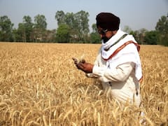 Wheat in surplus : भारतात गव्हाचा अतिरीक्त साठा, हमीभावापेक्षा गव्हाला मिळतोय अधिकचा दर : सुधांशू पांडे