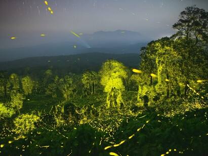 Anaimalai forests glowing at night due to light scattering by fireflies Watch Video : இரவில் ஒளிரும் ஆனைமலை காடுகள்  மனதை மயக்கும் மின்மினி பூச்சிகளின் ஒளி சிதறல்கள்..!