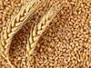 Wheat News : गव्हाच्या स्थितीबाबत पंतप्रधान मोदींनी घेतला आढावा, अधिकाऱ्यांना केल्या सूचना