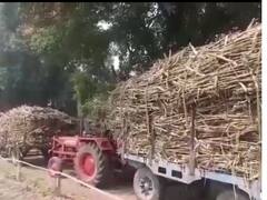 Shamli News: समय से गन्ना भुगतान ना होने से परेशान हुए किसान, प्रदर्शन की चेतावनी दी