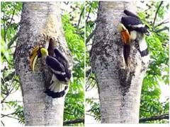 Watch: घोंसले के अंदर बैठी अपनी लाइफपार्टनर का ख्याल रखते दिखा मेल हॉर्नबिल, वायरल हुआ वीडियो