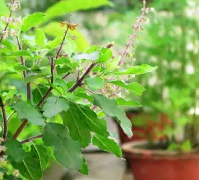 Vastu Tips for Money plantation of these 5 trees plants in the courtyard or around the house will make you a millionaire Vastu Tips for Money: घर के आंगन या आसपास लगाएं ये 5 पेड़-पौधे, बनाएंगे आपको मालामाल