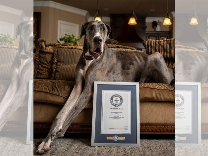 Meet Zeus The Great Dane, The Tallest Dog In The World
