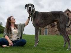 Meet Zeus The Great Dane, The Tallest Dog In The World