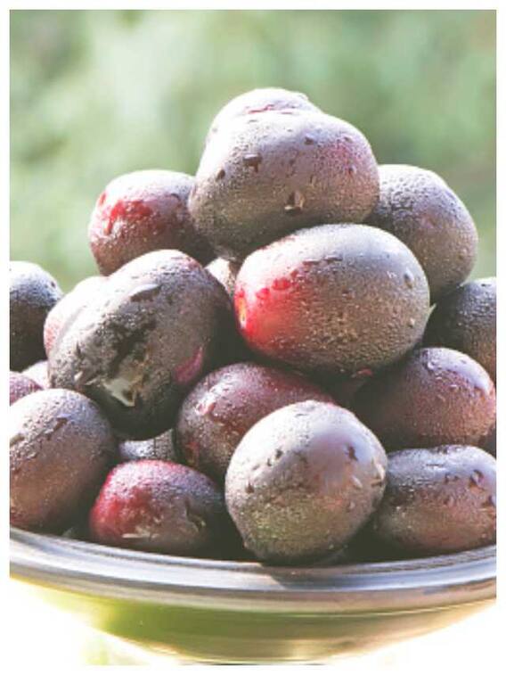 डायबिटीज ही नहीं शरीर की इन 10 परेशानियों को भी दूर कर सकता है जामुन का बीज