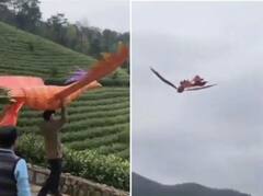 Viral Video: ਬੇਜਾਨ ਖੰਭਾਂ ਦੀ ਮਦਦ ਨਾਲ ਪੰਛੀ ਨੇ ਭਰੀ ਉਡਾਣ, ਸੋਸ਼ਲ ਮੀਡੀਆ 'ਤੇ ਵੀਡੀਓ ਵਾਇਰਲ