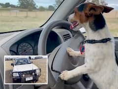 Dog Driving Truck: చలాకీ కుక్క - గొర్రెలు కాస్తుంది, ట్రక్కు కూడా డ్రైవ్ చేస్తుంది, ఇదిగో మీరే చూడండి!