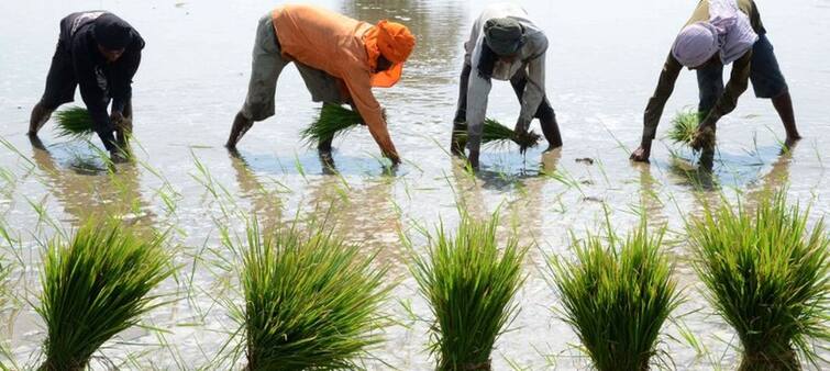 Chief Minister Bhagwant Mann's new formula for paddy sowing divides Punjab into three zones ਝੋਨੇ ਦੀ ਲਵਾਈ ਲਈ ਮੁੱਖ ਮੰਤਰੀ ਭਗਵੰਤ ਮਾਨ ਦਾ ਨਵਾਂ ਫਾਰਮੂਲਾ, ਪੰਜਾਬ ਨੂੰ ਤਿੰਨ ਜ਼ੋਨਾਂ 'ਚ ਵੰਡਿਆ