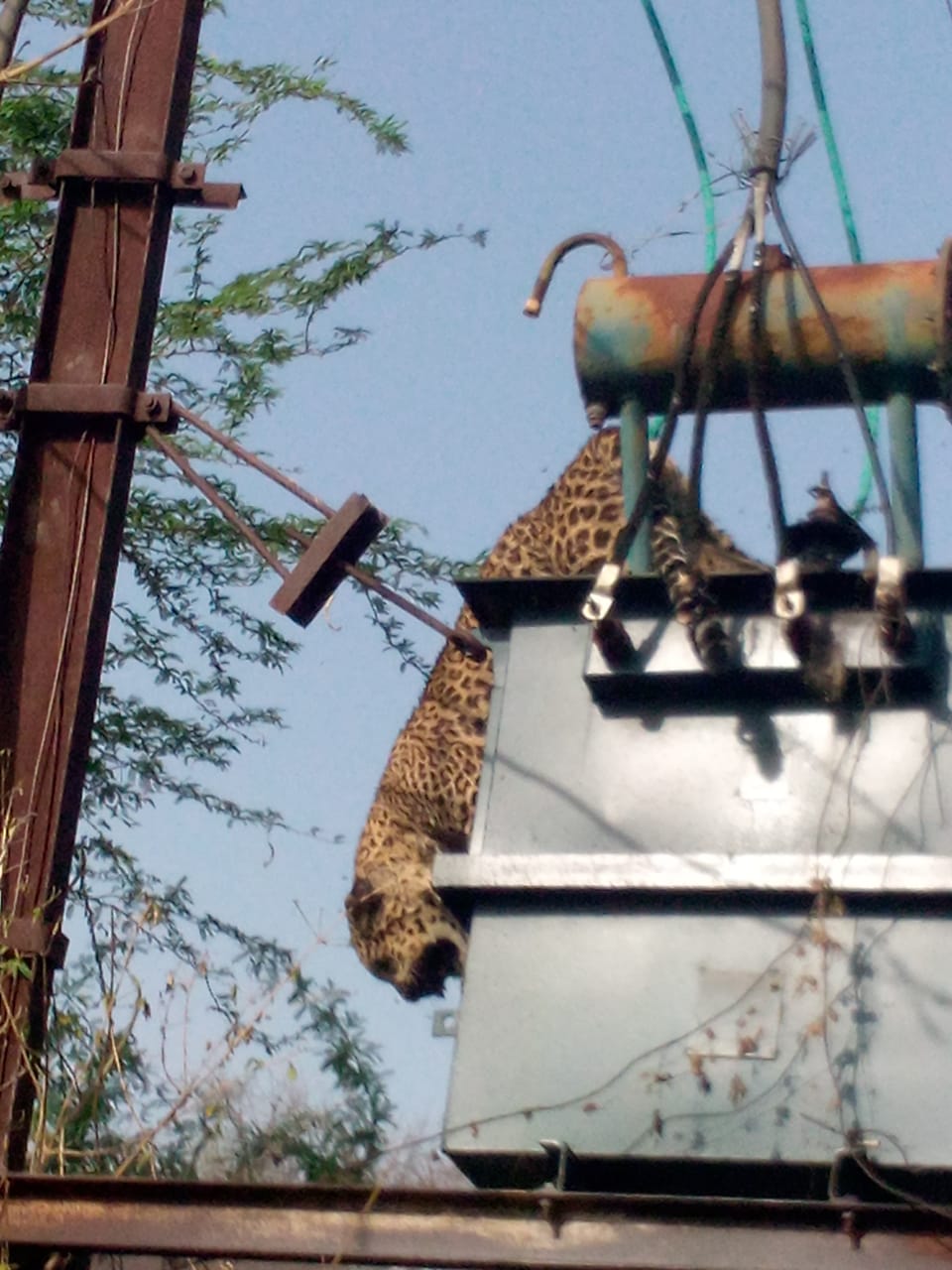 Wardha Leopard News : शिकारीच्या प्रयत्नात बिबट्यानं घेतली डिपीवर झेप, अन् होत्याचं नव्हतं झालं