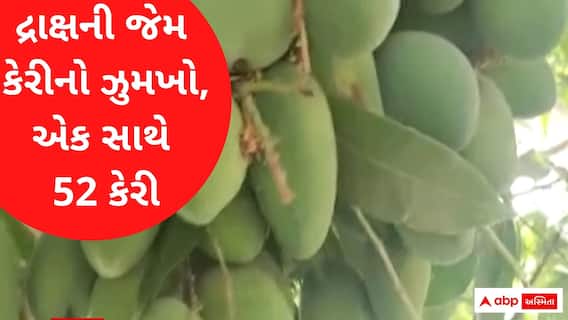 પોરબંદરઃ આંબાની એક જ ડાળ પર એક સાથે આવી 52 કેરી, જુઓ વીડિયો
