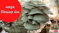 ગુજરાતી યુવતીની અનોખી સિદ્ધીઃ અંજના ગામીતે શરૂ કરી મશરૂમની બિયારણ લેબ
