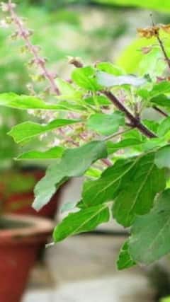 Tulsi Leaves : तुळशीच्या कोरड्या पानांमध्ये आहेत अनेक गुणधर्म, जाणून घ्या तुळशीचे फायदे