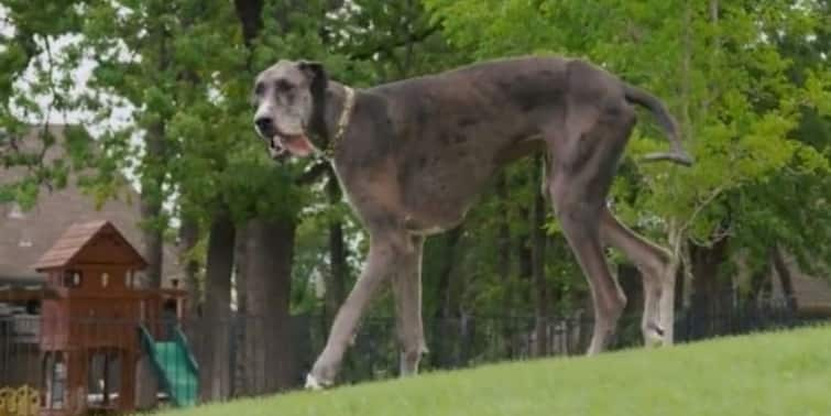 Viral News: Meet Zeus The American Great Dane, The Tallest Dog In The World Tallest Dog of World: আলাপ করুন পৃথিবীর সবচেয়ে লম্বা কুকুর, জিউসের সঙ্গে