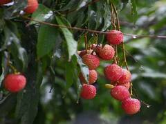 Bihar में Litchi के लिए बारिश बनी 'संजीवनी', भीषण गर्मी की वजह से पहुंच रहा था नुकसान