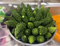 फक्त 0.10 हेक्टरमध्ये कारल्याचे घेतलं लाखोंचं उत्पादन, भंडाऱ्याच्या शेतकऱ्याचा भन्नाट प्रयोग