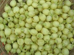 Mahuva Flower Collection: భద్రాద్రి కొత్త గూడెం జిల్లాలో ఆదివాసీల జీవనాధారం ఇదే|ABP Desam