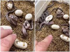 Watch: अंडे से निकले सांप के बच्चों ने केयरटेकर पर ही किया हमला, रोंगटे खड़े कर देगा वीडियो