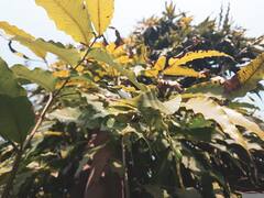 Ashoka Bark for Womens: महिलाओं की इन समस्याओं को कुछ ही दिनों में दूर करता है अशोक के पेड़ की छाल