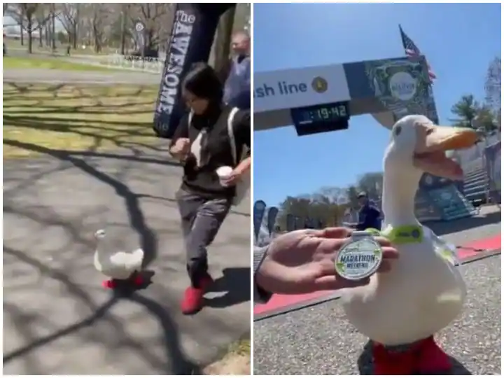 Watch: ਬੱਤਖ ਨੇ ਲਿਆ ਮੈਰਾਥਨ 'ਚ ਹਿੱਸਾ , ਰਫਤਾਰ ਨੇ ਕੀਤਾ ਹੈਰਾਨ, ਮੈਡਲ ਦੇ ਨਾਲ ਜਿੱਤਿਆ ਦਿਲ