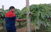 Software Engineer Turns Farmer: రైతుగా మారిన సాఫ్ట్ వేర్ ఇంజినీర్.. ఎలా సాధ్యం? | ABP Desam