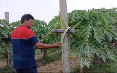 Software Engineer Turns Farmer: రైతుగా మారిన సాఫ్ట్ వేర్ ఇంజినీర్.. ఎలా సాధ్యం? | ABP Desam