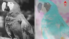 Optical Illusion: সাদা-কালো না রঙিন? এই টিয়ার আসল রঙ খুঁজতে হিমশিম সকলেই