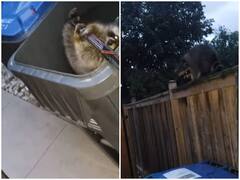 Watch: रेस्क्यू करने वाले शख्स को खास अंदाज में रैकून ने किया धन्यवाद, हैरान कर देगा वीडियो!