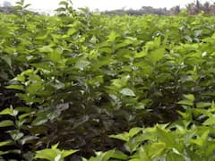 रेशीम शेतीतून वर्षाला दहा लाख रुपयांचे उत्पन्न, बीडमधील 3593 शेतकऱ्यांनी धरली रेशीम शेतीची कास  